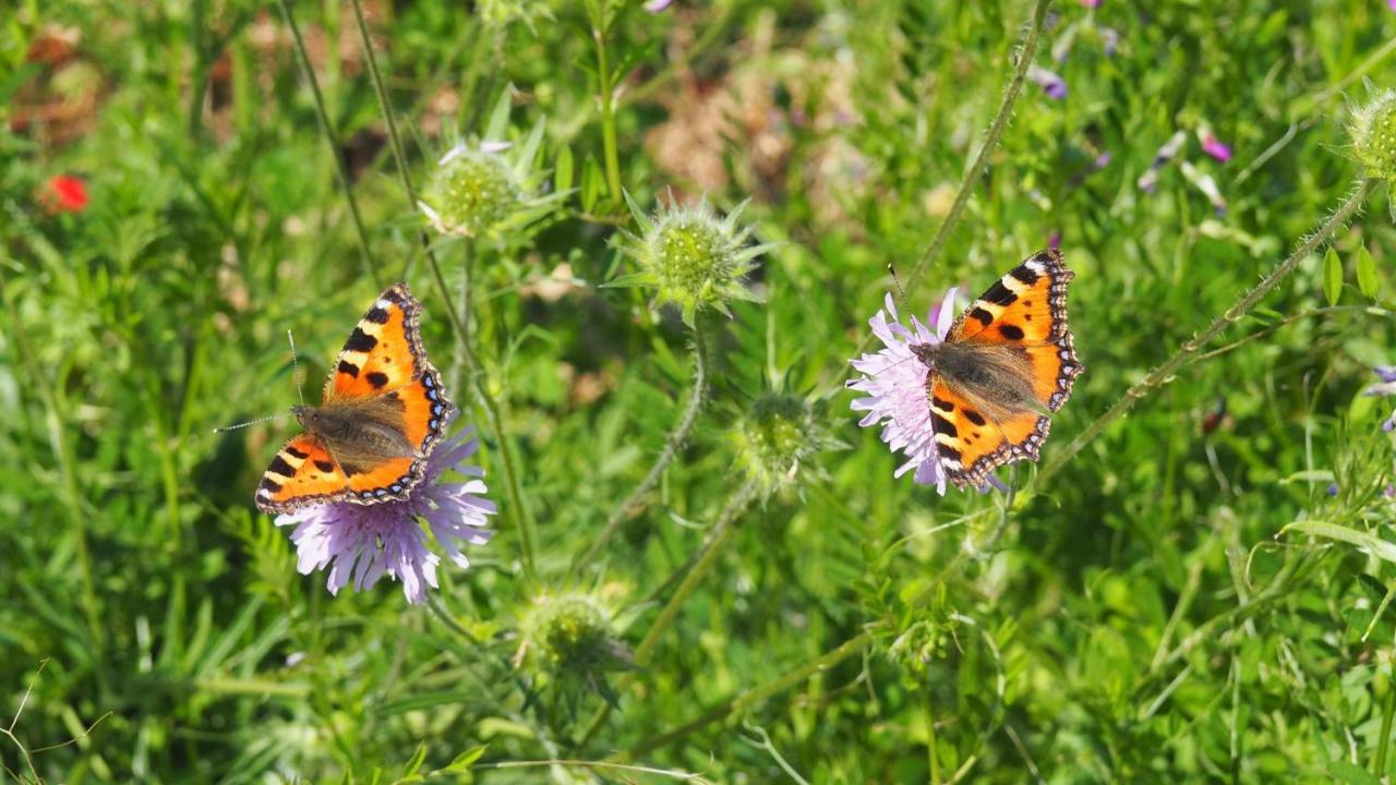 Appartamento Urlaub Im Naturgarten Bergneustadt Esterno foto